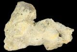 Agatized Fossil Coral Geode - Florida #187970-1